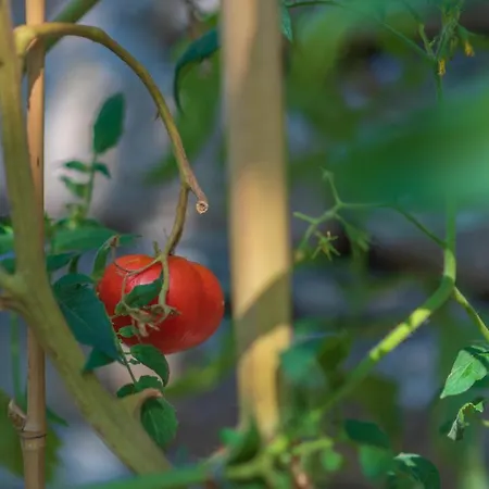 The Pirates - Chill-out In Strandnaehe Miliá