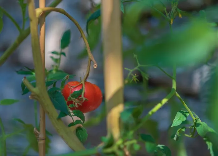 The Pirates - Chill-out In Strandnaehe Milina